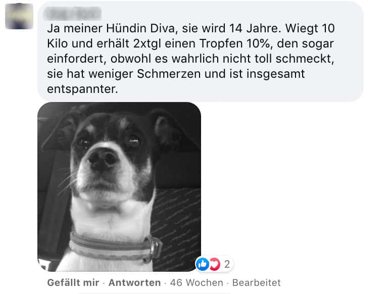 Erfahrungsberichte CBD Hunde