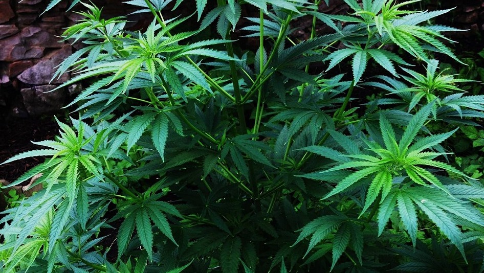 CBD Neurodegeneration