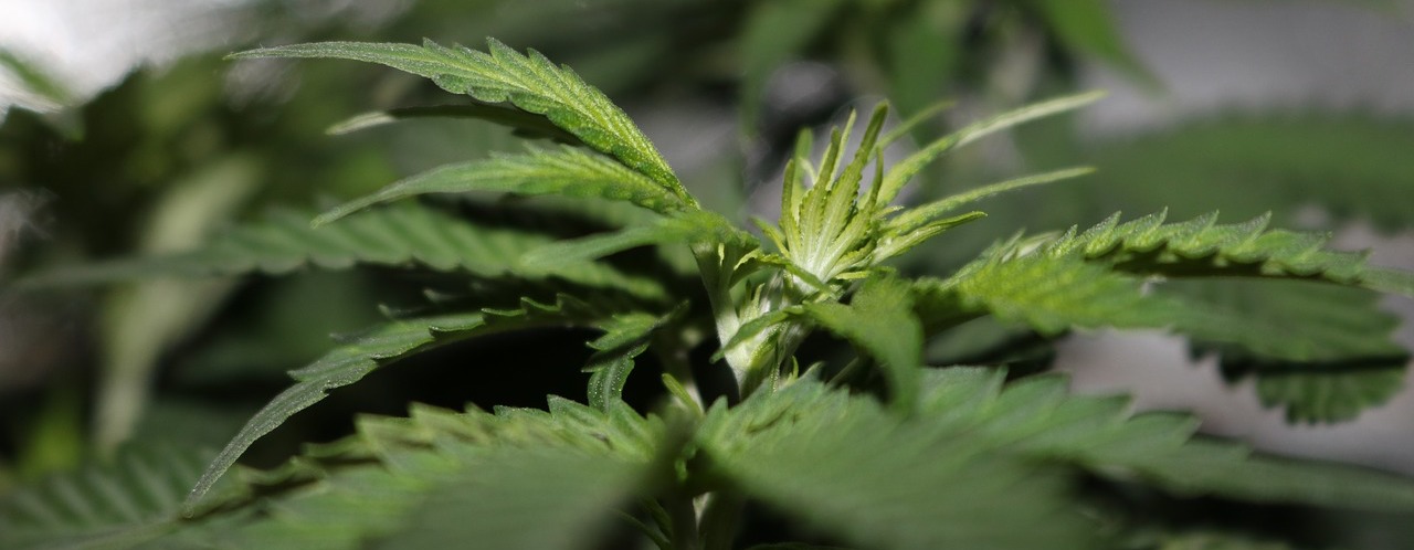 CBD Niereninsuffizienz behandeln