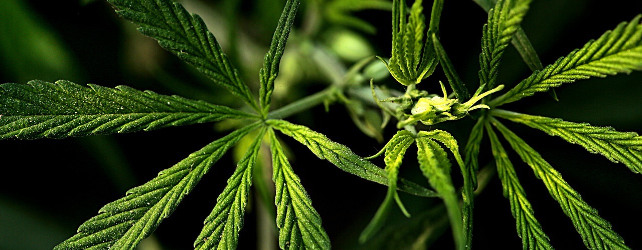 CBD Niereninsuffizienz