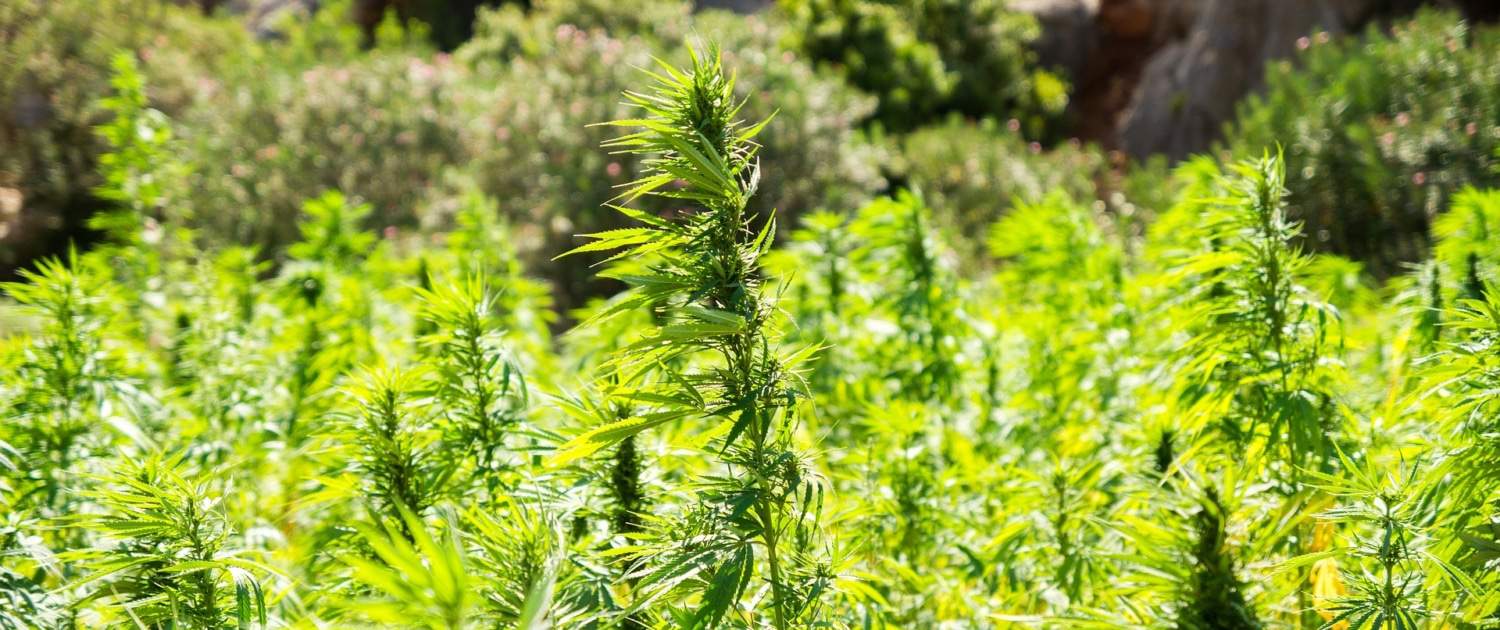 Die Kristalle, aus denen das Pulver besteht, können geraucht, verdampft oder oral eingenommen werden.