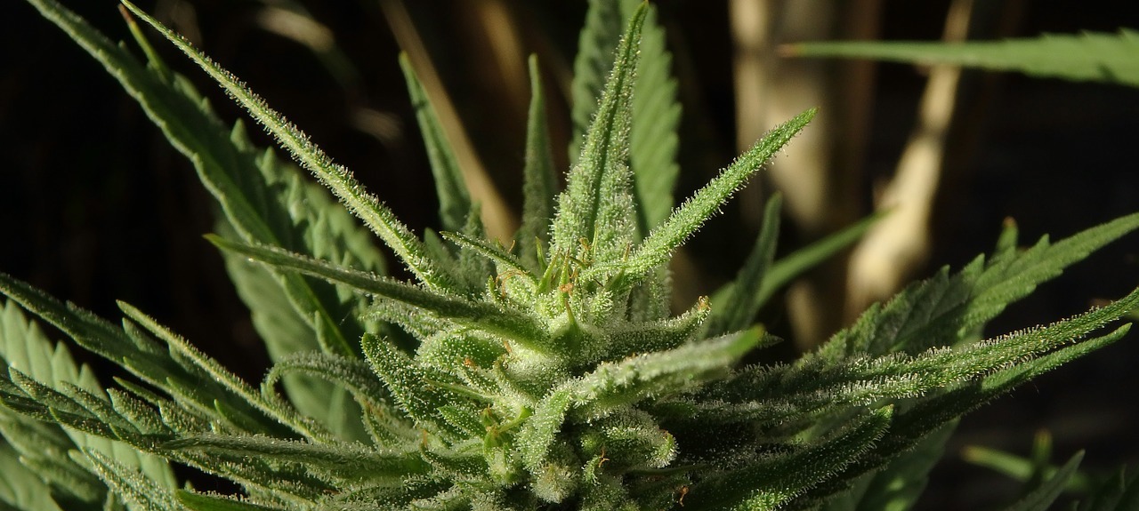 CBD als Wundermittel gegen Dermatitis