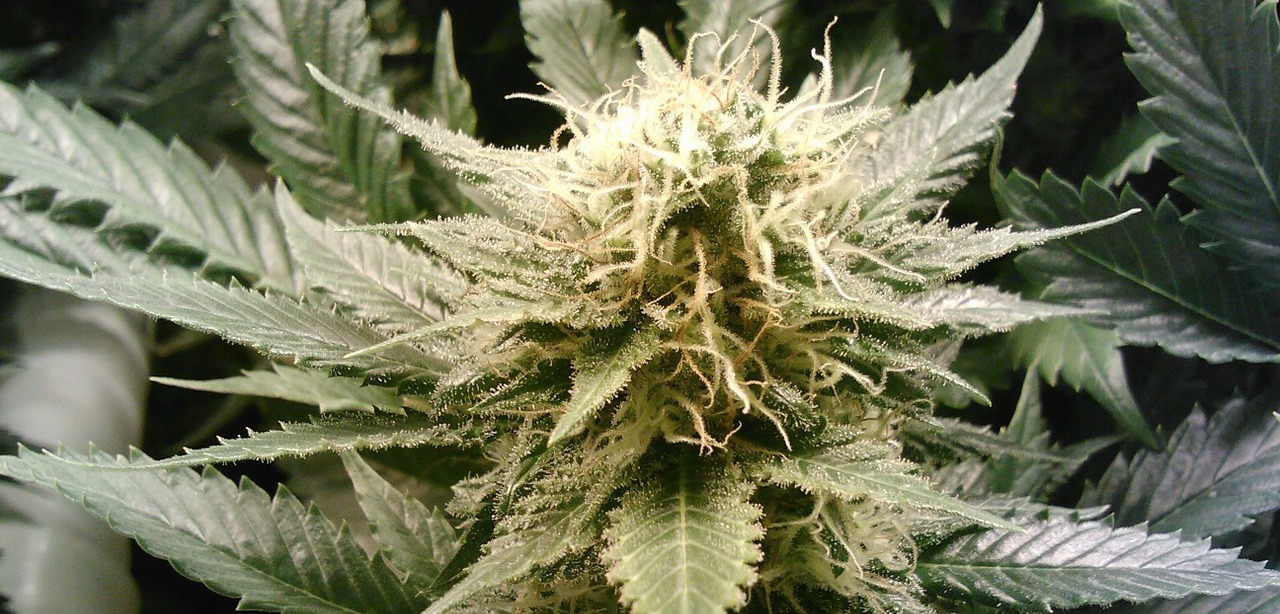 CBD hilft bei Spastik