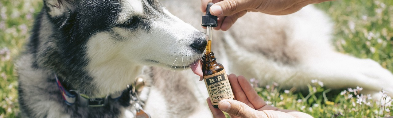 CBD in Berlin kaufen