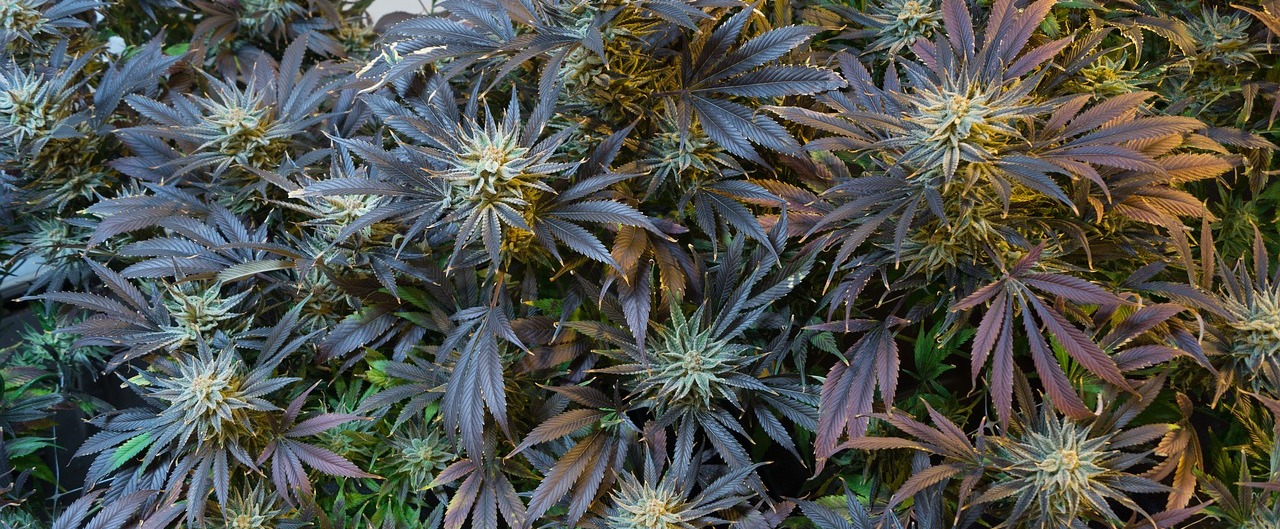 CBD in der Menopause