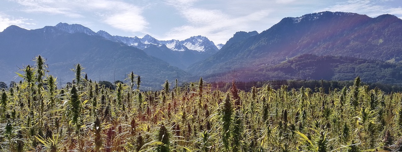 CBD und Herzerkrankungen