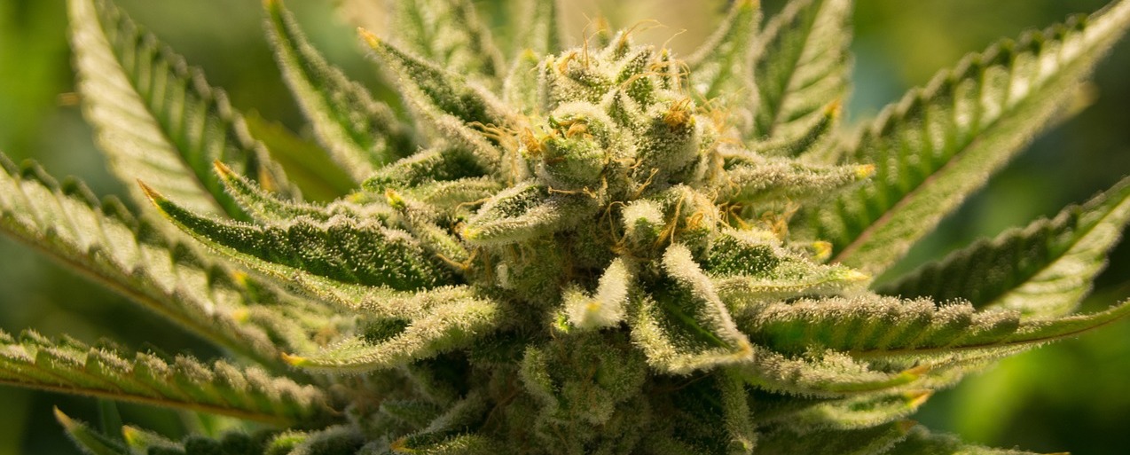 CBD und Herzkrankheiten