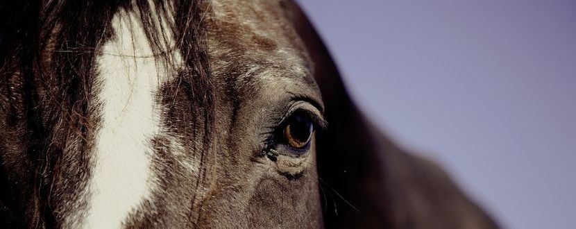 CBD zur Unterstützung der Gesundheit des Pferdes