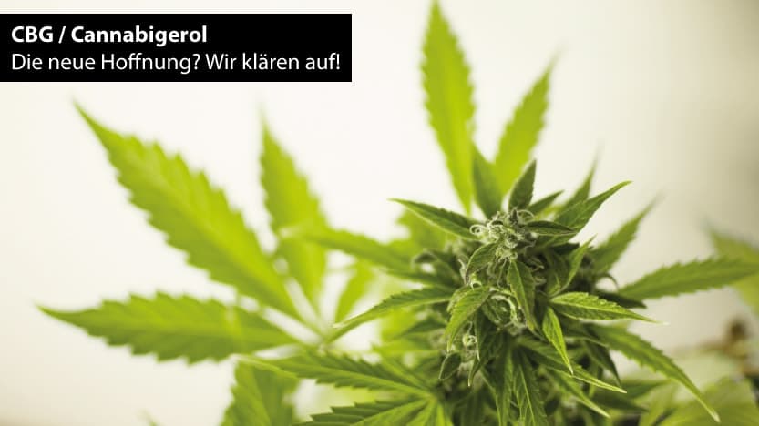 Ratgeber zu CBG alias Cannabigerol
