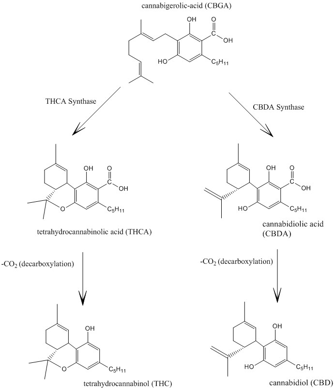 Infografik die erklärt, was Cannabigerol ist.