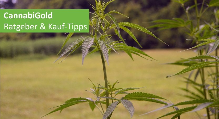 Cannabigold Erfahrungen-und-kaufberatung