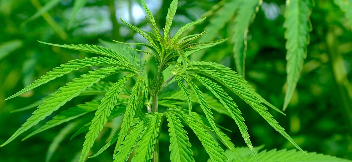 Cannabinoide in Sirup verwenden