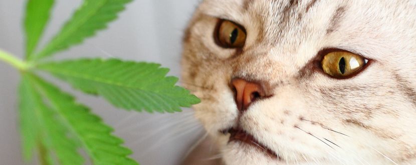 So wirkt Cannabisöl bei Katzen