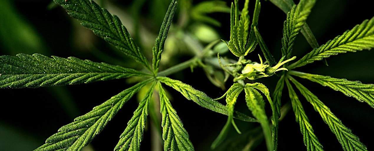 Ein Wundermittel gegen Brechreitz