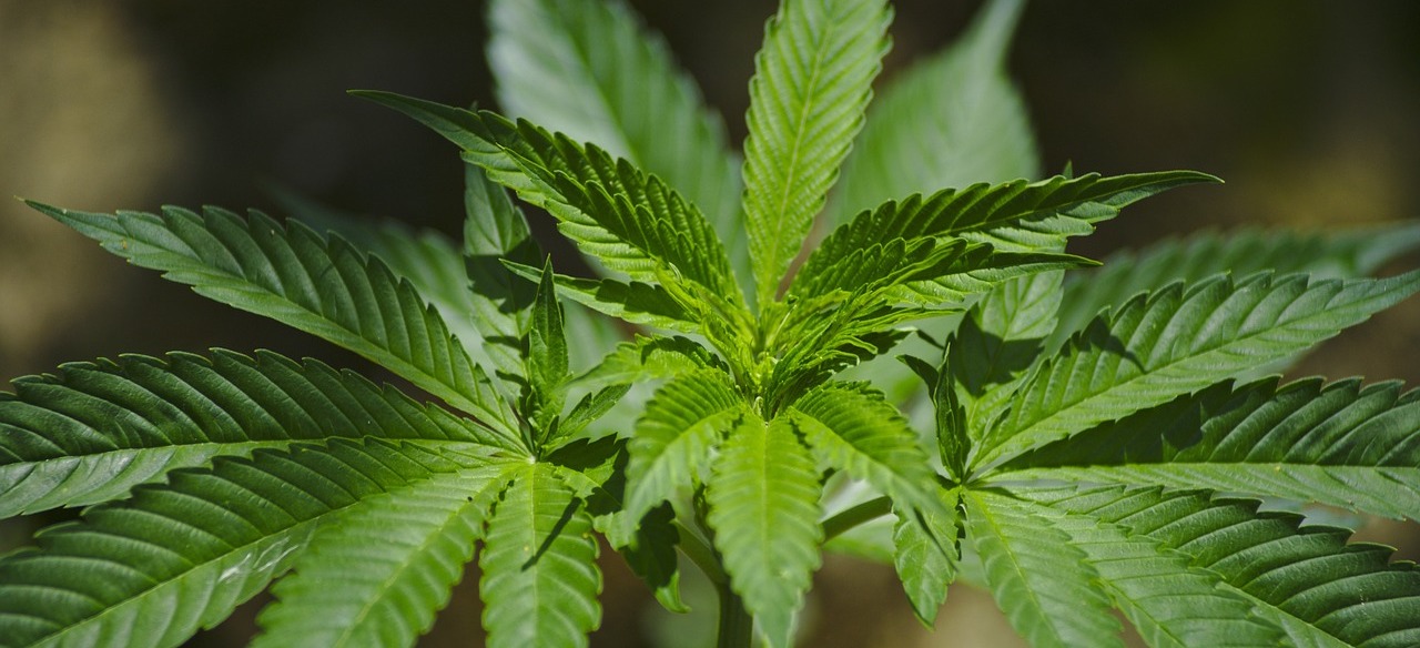 Erkrankungen im Herzen und Cannabis