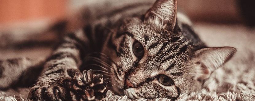 Vorteile von CBD im Bezug auf Katzen