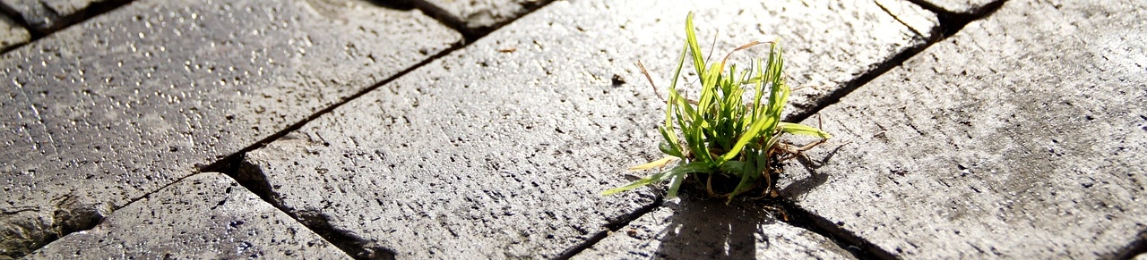 Herstellung von Beton mit der Hanfpflanze