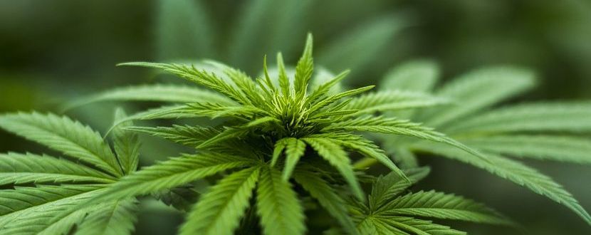 Hanföl gegen Stimmungsschwankungen