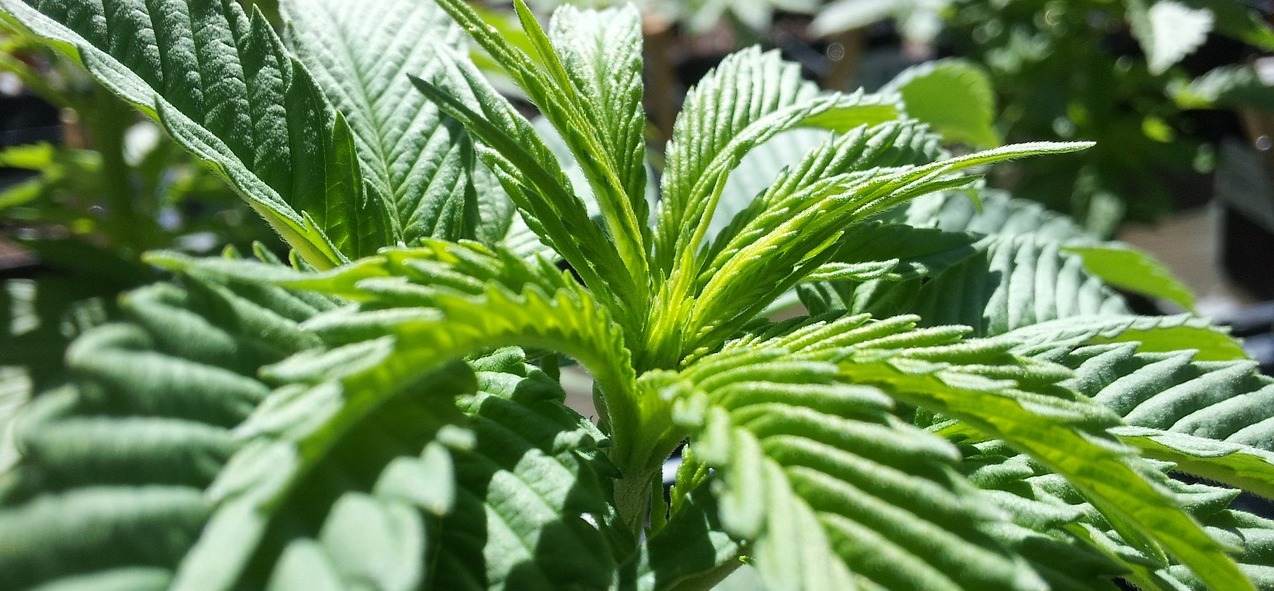 Kann CBD bei Fibromyalgie helfen