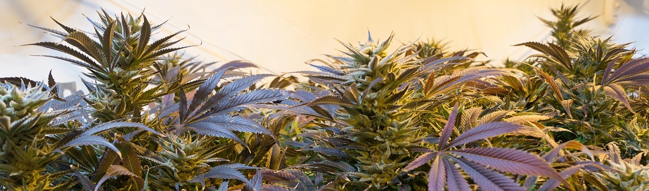 Kann CBD bei Hererkrankungen helfen