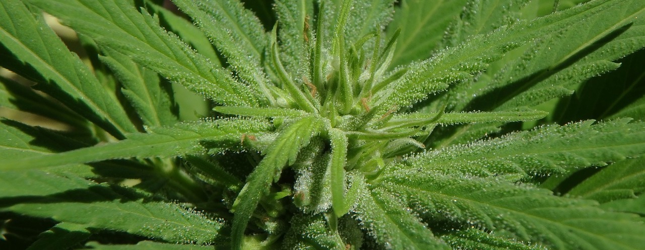 Kann CBD gegen Krankheiten auf der Haut helfen