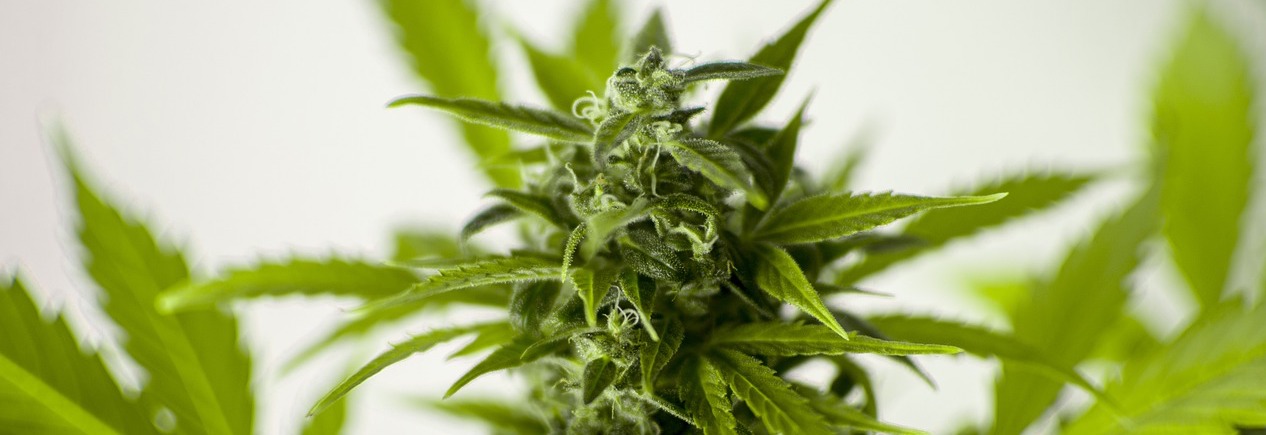 Kann das Pflaster halten was es verspricht