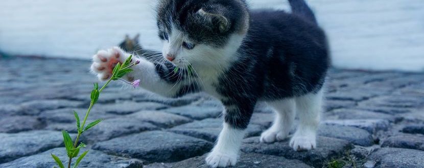 Katze spielt mit einer Blume