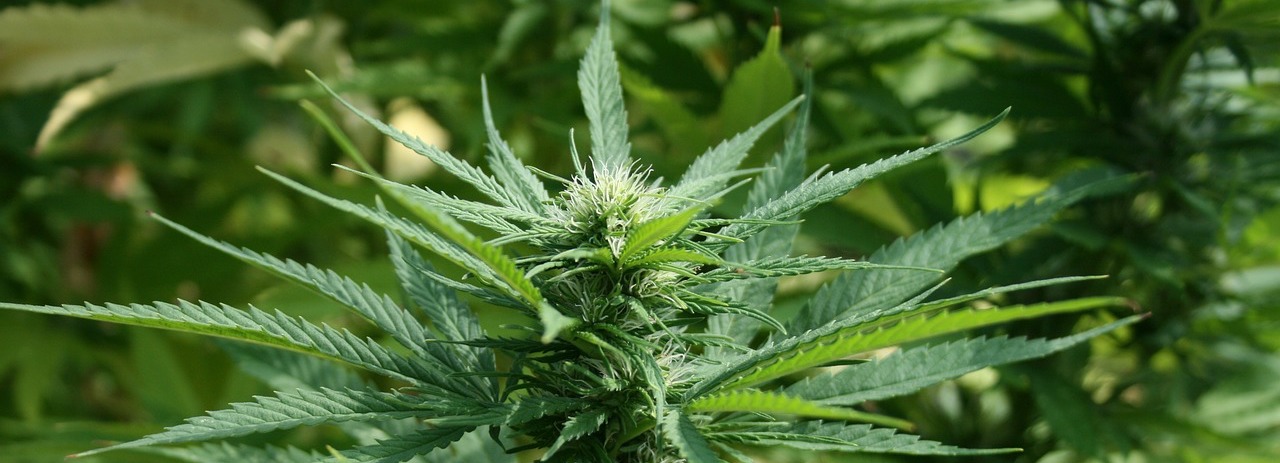 Sind Cannabinoide bei Erkrankungen im Gehirn hilfreich