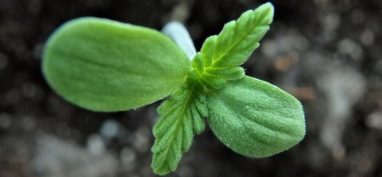 Sind Cannabinoide in der Lage das mehr Sauerstoff transportiert wird