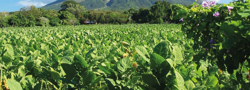 Tabakfeld für CBD Zigaretten.