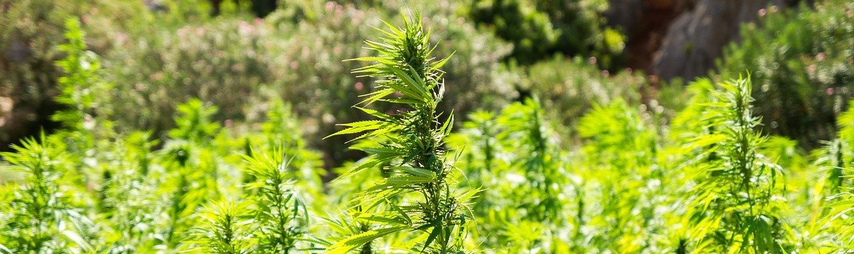 Wie wirkt das Pflaster mit CBD