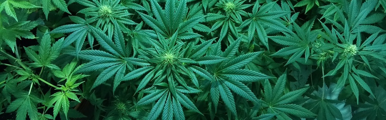 Cannabinoide können die Blutzufuhr zum Gehirn verberssern