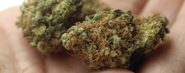 Cannabis mit THC fotografiert.