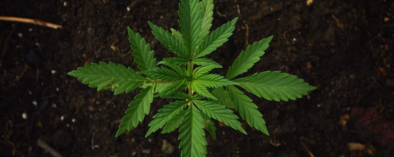 Cannabis Öl als hilfe gegen Tinnitus