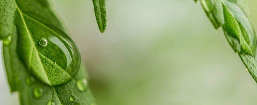 Cannabis Salbe Dosierung