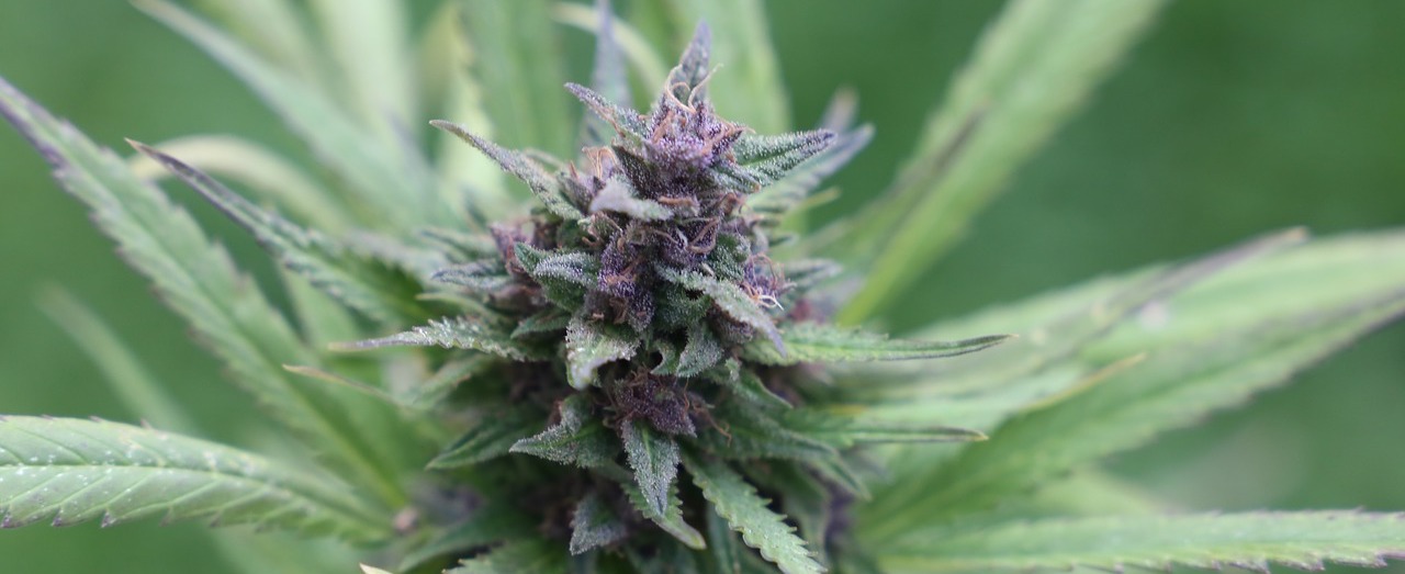 Cannabisöl gegen Zwangsstörung