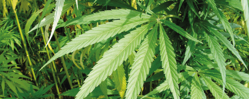 CBD gegen Angst - Erfahrungen & Info.