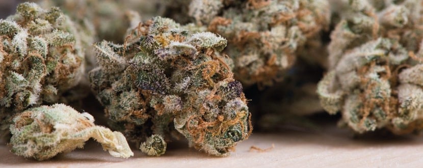 Erfahrungen mit Cannabis und CBD gegen Krebs.