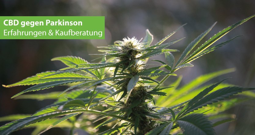 CBD gegen Parkinson: Erfahrungen & Kaufberatung