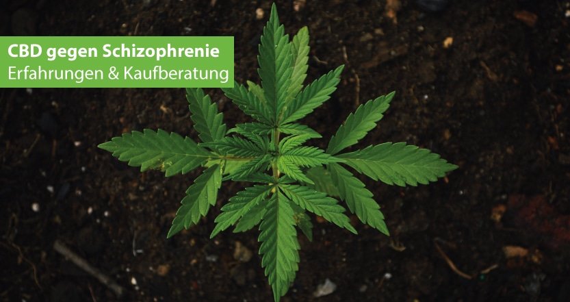 CBD gegen Schizophrenie
