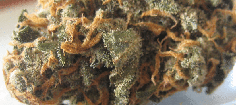 CBD Hanf aus Schweiz oder Deutschland