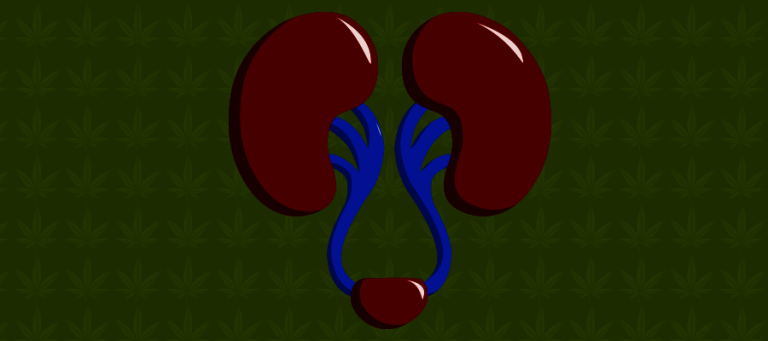 CBD bei Niereninsuffizienz