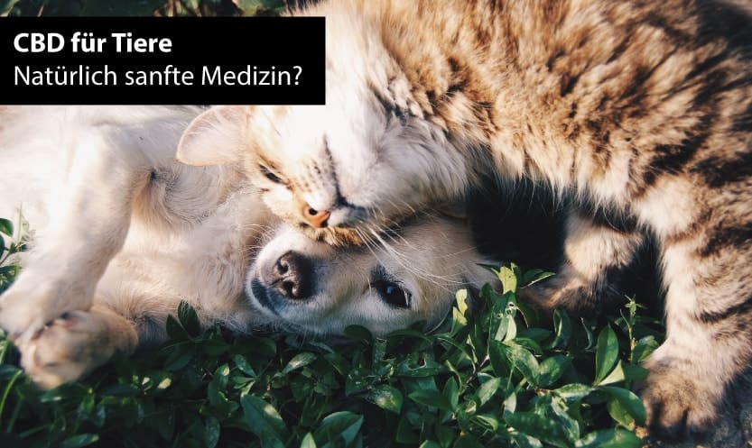 CBD Öl für Tiere wie Hunde und Katzen
