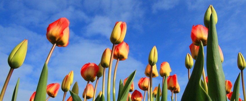 CBD Öl kaufen Holland