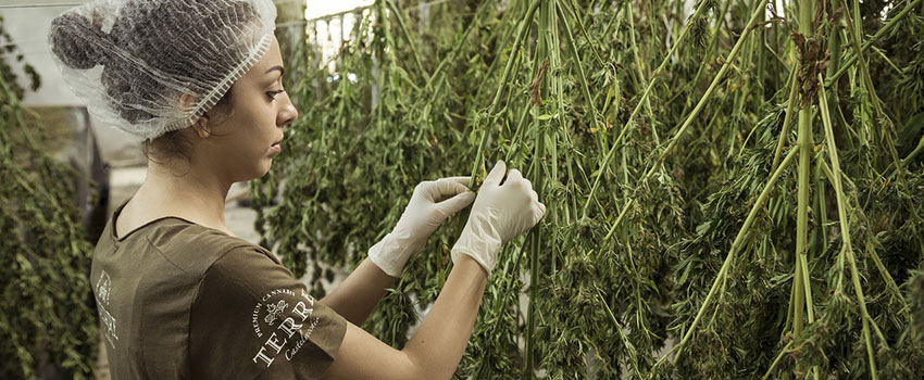 CBD Öl selber herstellen