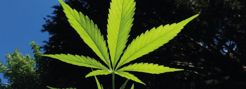 Cannabis-Pflanze im Freien.