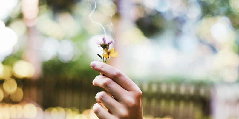 CBD Rauchen auf Pflanzenbasis