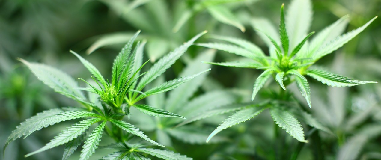 CBD Sichelzellenanämie