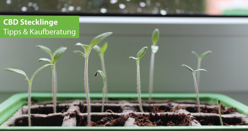 CBD Stecklinge Erfahrungen und Kaufberatung zum Anbau