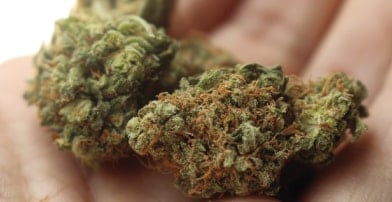 CBD THC Beitragsbild